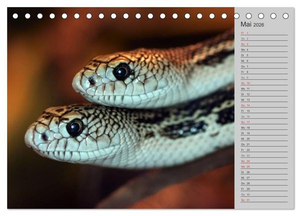 Produktbild: Schlangen und Co. - Faszination pur (Tischkalender 2026 DIN A5 quer), CALVENDO Monatskalender