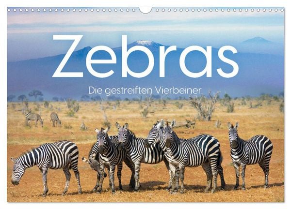 Zebras - Die gestreiften Vierbeiner. (Wandkalender 2026 DIN A3 quer), CALVENDO Monatskalender