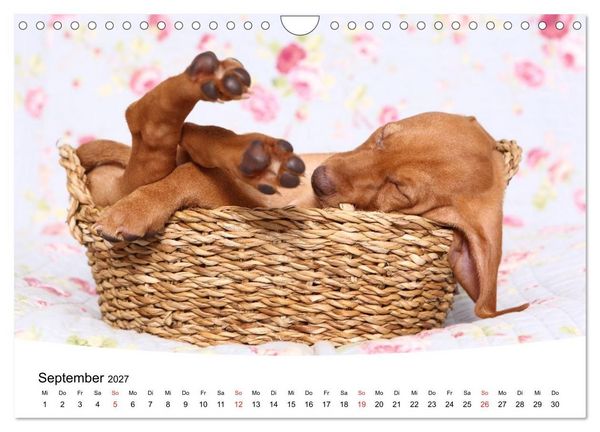 Produktbild: S&uuml;&szlig;e Tr&auml;ume 2027 - schlafende Hundewelpen (Wandkalender 2027 DIN A4 quer), CALVENDO Monatskalender