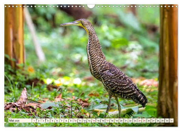 Produktbild: Costa Rica - Farben des Regenwaldes (Wandkalender 2026 DIN A3 quer), CALVENDO Monatskalender