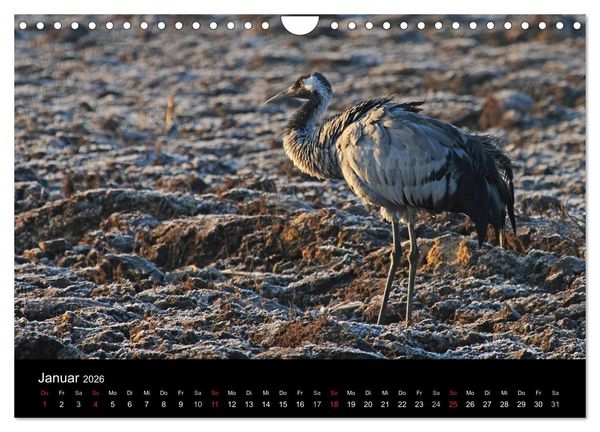 Produktbild: Kranich-Land Brandenburg (Wandkalender 2026 DIN A4 quer), CALVENDO Monatskalender
