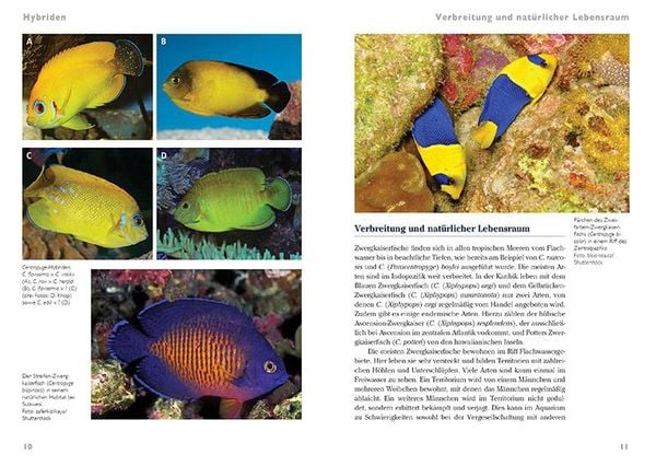 Produktbild: Zwergkaiserfische im Meerwasseraquarium