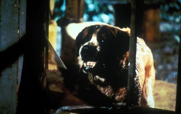 Produktbild: Stephen King's Cujo - Kinofassung