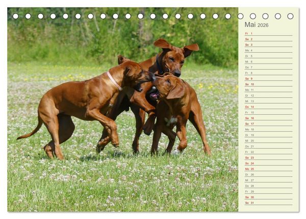 Produktbild: Rhodesian Ridgeback - Jung, wild, zuckers&uuml;&szlig; (Tischkalender 2026 DIN A5 quer), CALVENDO Monatskalender