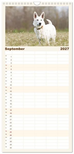 Produktbild: Familienplaner 2027 - Berger Blanc Suisse - Weggef&auml;hrten auf 4 Pfoten mit 5 Spalten (Wandkalender, 21 x 45 cm) CALVENDO