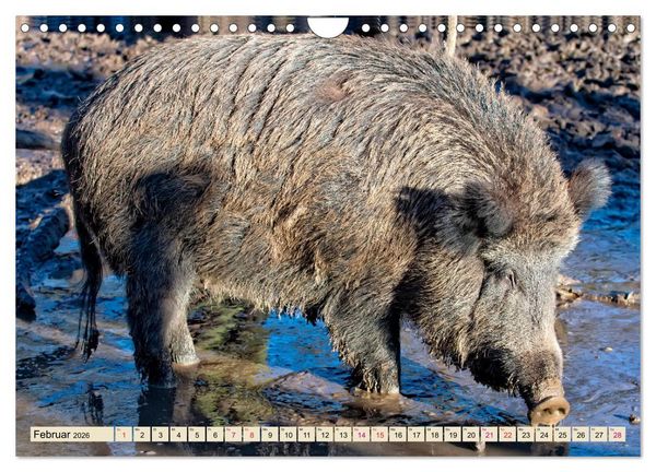 Produktbild: Unverwechselbar - Wildschwein (Wandkalender 2026 DIN A4 quer), CALVENDO Monatskalender