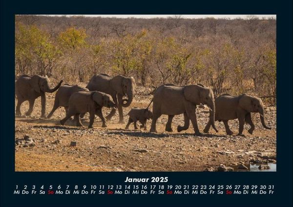 Produktbild: Der Elefantenkalender 2025 Fotokalender DIN A4
