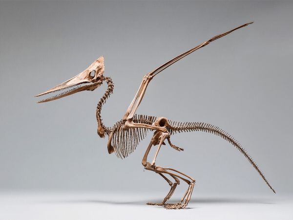 Produktbild: CALVENDO Puzzle Pteranodon-Skelett mit Fl&uuml;gelspannweite und Kammprofil | 1000 Teile Lege-Gr&ouml;&szlig;e 64x48cm Foto-Puzzle f&uuml;r gl&uuml;ckliche Stunden