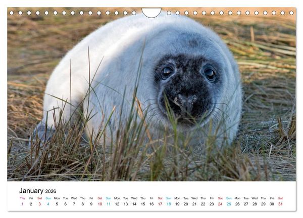 Produktbild: Grey Seal Pups of Donna Nook (Wall Calendar 2026 DIN A4 landscape), CALVENDO 12 Month Wall Calendar