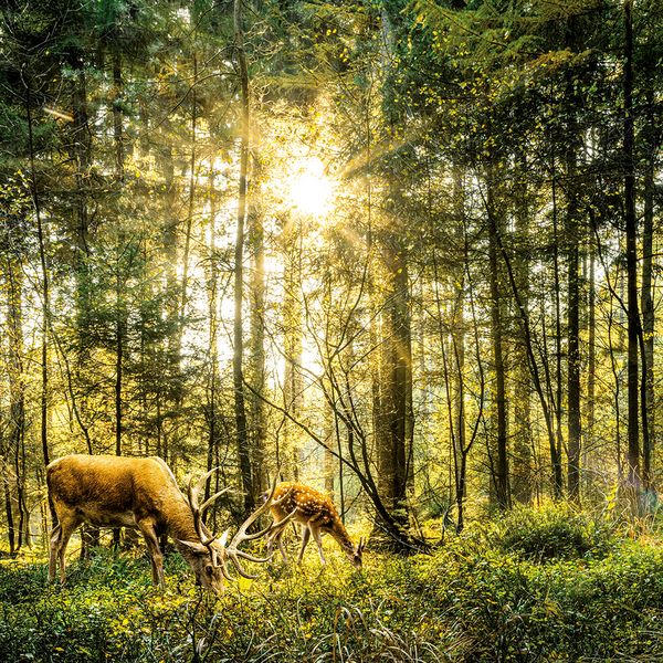Produktbild: Deep Forest 2024