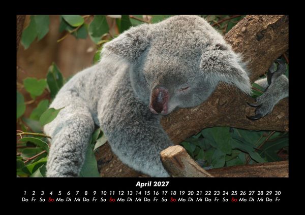 Produktbild: Koala 2027 Fotokalender DIN A3
