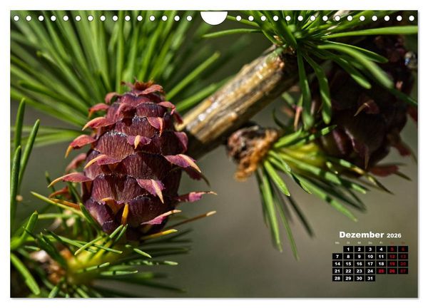 Produktbild: B&auml;ume im Detail (Wandkalender 2026 DIN A4 quer), CALVENDO Monatskalender