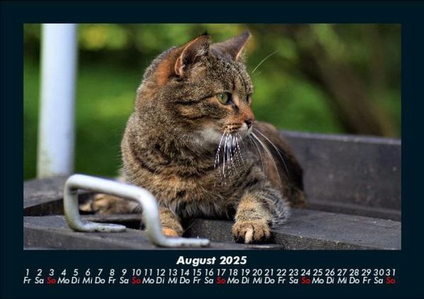 Produktbild: Haustierkalender 2025 Fotokalender DIN A5