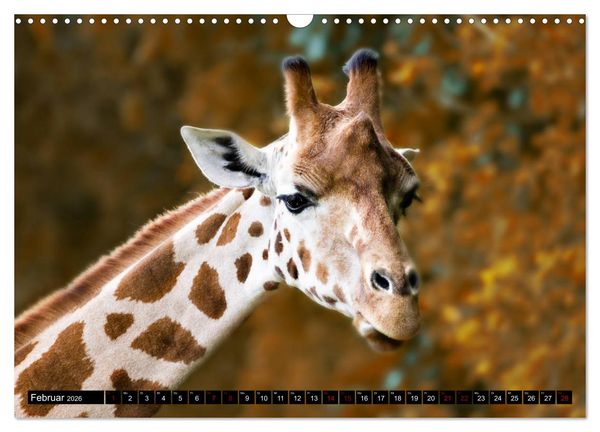 Produktbild: Wild Animals - Wilde Tiere (Wandkalender 2026 DIN A3 quer), CALVENDO Monatskalender