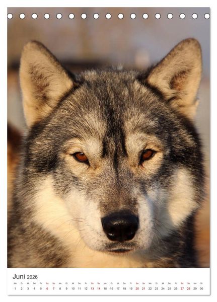 Produktbild: Faszination Husky (Tischkalender 2026 DIN A5 hoch), CALVENDO Monatskalender