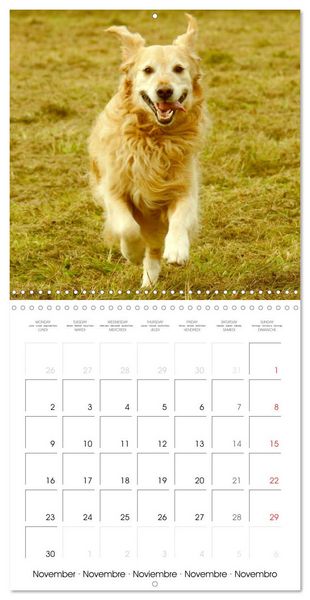 Produktbild: Happy Golden Retriever (Wall Calendar 2026 12 &times; 12 Inch) CALVENDO 12 Month Wall Calendar