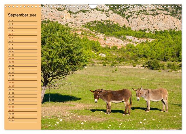 Produktbild: Liebenswerte Esel (Wandkalender 2026 DIN A3 quer), CALVENDO Monatskalender