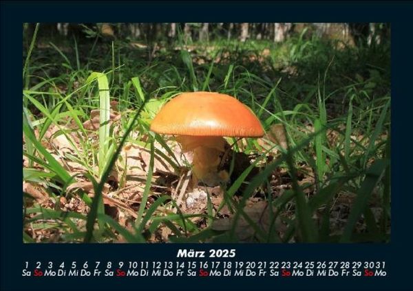 Produktbild: Pilzkalender 2025 Fotokalender DIN A5