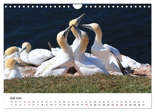 Produktbild: Deutsche Hochseeinsel Helgoland (Wandkalender 2026 DIN A4 quer), CALVENDO Monatskalender