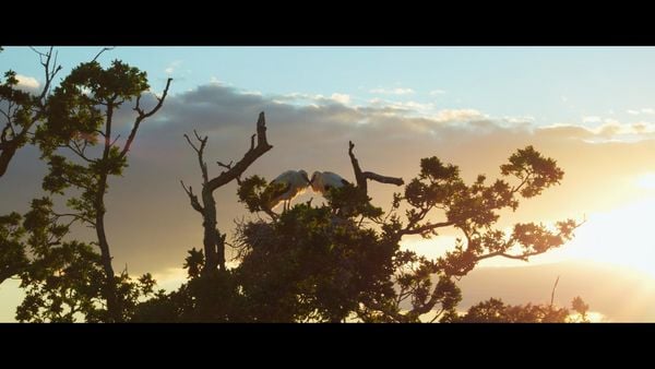 WILDES LAND - Die Rückehr der Natur