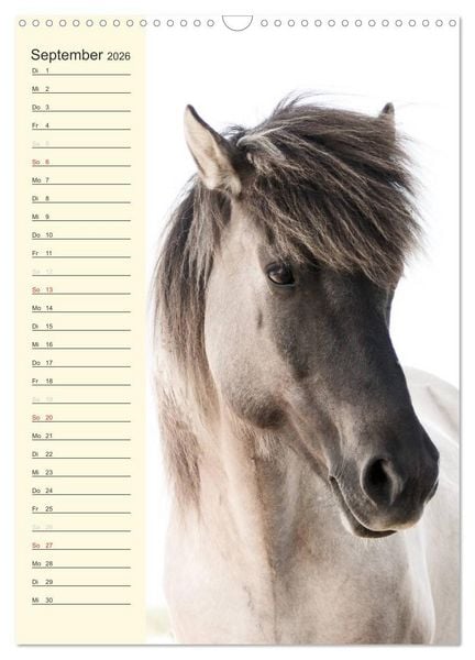 Produktbild: Islandpferde Geburtstagskalender (Wandkalender 2026 DIN A3 hoch), CALVENDO Monatskalender