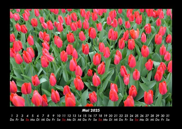 Produktbild: Blumenzauber 2025 Fotokalender DIN A3