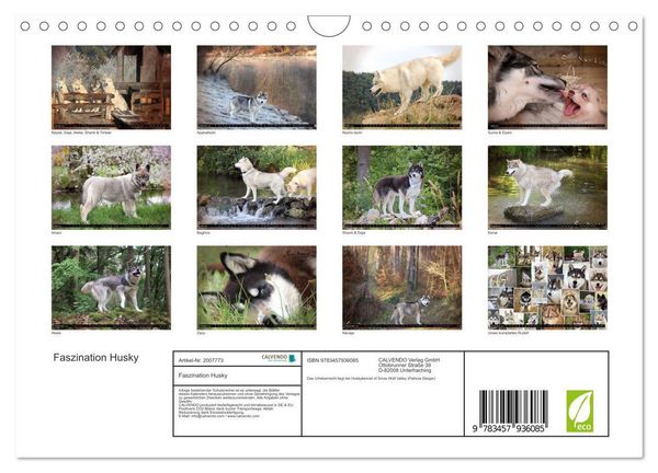 Produktbild: Faszination Husky (Wandkalender 2026 DIN A4 quer), CALVENDO Monatskalender