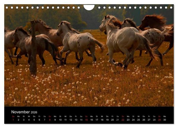 Produktbild: Wilde Pferde (Wandkalender 2026 DIN A4 quer), CALVENDO Monatskalender