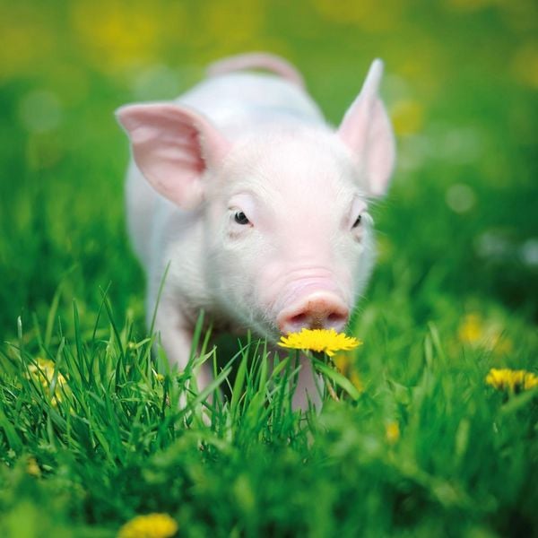 Produktbild: Piggies/Schweinchen 2024