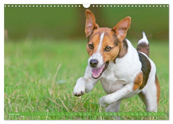 Produktbild: Jack Russell Terrier : vif et joueur (Calendrier mural 2026 DIN A3 vertical), CALVENDO calendrier mensuel