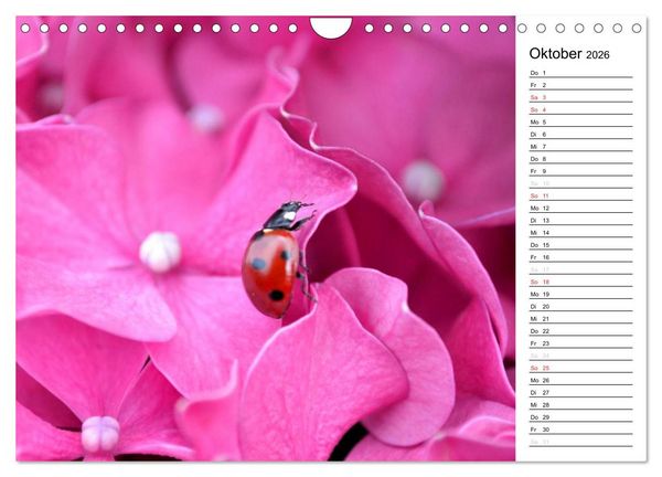 Produktbild: Marienk&auml;fer 2026 (Wandkalender 2026 DIN A4 quer), CALVENDO Monatskalender