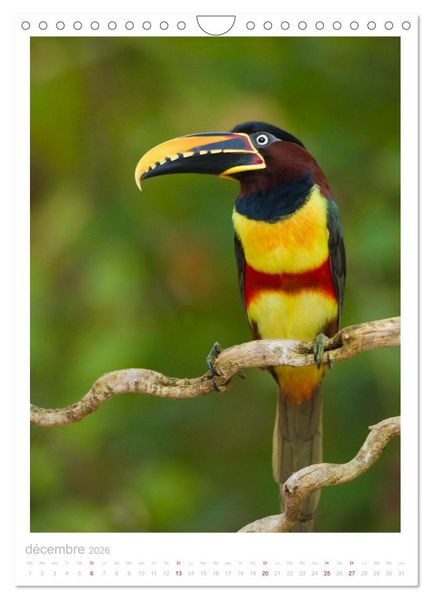 Produktbild: Le Pantanal (Calendrier mural 2026 DIN A4 horizontal), CALVENDO calendrier mensuel