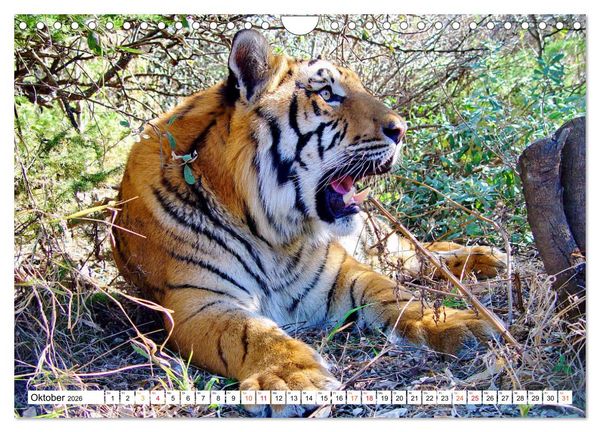 Produktbild: TIGER IMPRESSIONEN Gestreifte Seltenheit auf unserer Erde (Wandkalender 2026 DIN A4 quer), CALVENDO Monatskalender