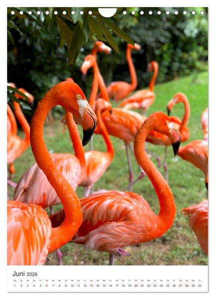 Produktbild: Flamingos in rosa Federpracht. (Wandkalender 2026 DIN A4 hoch), CALVENDO Monatskalender