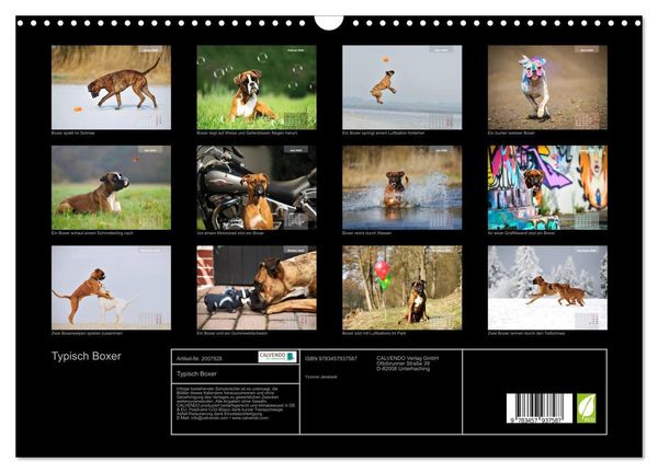 Produktbild: Typisch Boxer (Wandkalender 2026 DIN A3 quer), CALVENDO Monatskalender