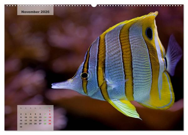 Produktbild: UNTER WASSER Riffaquaristik (hochwertiger Premium Wandkalender 2026 DIN A2 quer), Kunstdruck in Hochglanz