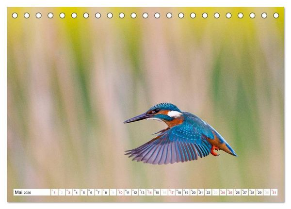 Produktbild: Tiermomente (Tischkalender 2026 DIN A5 quer), CALVENDO Monatskalender