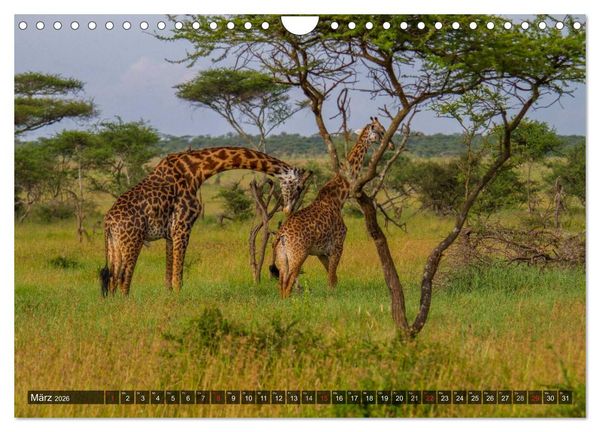 Produktbild: Abenteuer Tansania, Afrika (Wandkalender 2026 DIN A4 quer), CALVENDO Monatskalender