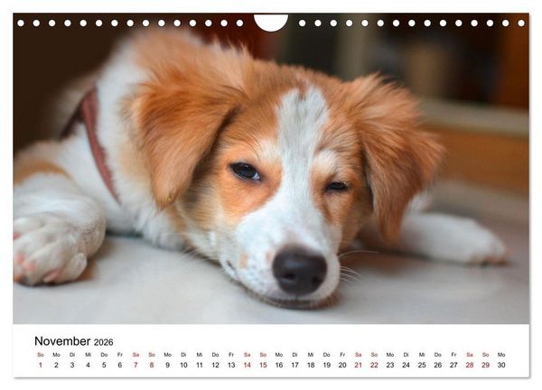 Produktbild: Total gechillte Hunde (Wandkalender 2026 DIN A4 quer), CALVENDO Monatskalender