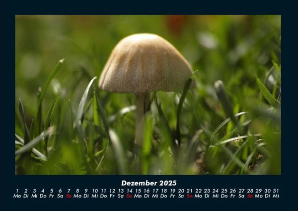 Produktbild: Pilzkalender 2025 Fotokalender DIN A4