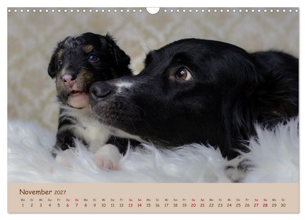 Produktbild: Achtung die Welpen kommen. (Wandkalender 2027 DIN A3 quer), CALVENDO Monatskalender