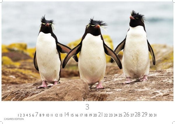 Produktbild: Pinguine Kalender 2027 &ndash; Wandkalender | Fotokalender Tierkalender 35x50cm Grosses Format | . mit niedlichen Pinguin-Motiven im antarktischen Lebensraum.