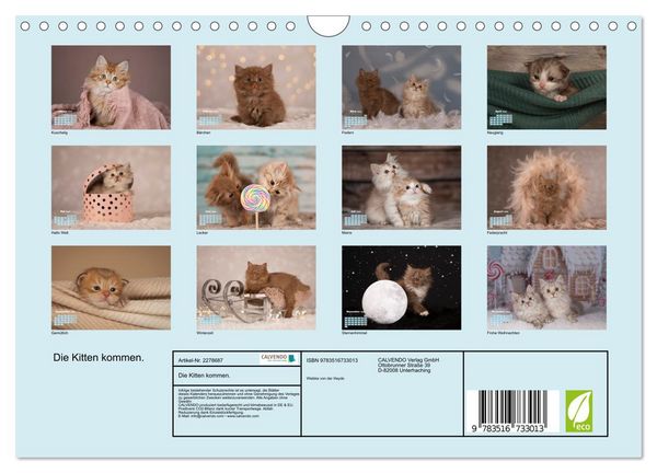 Produktbild: Die Kitten kommen. (Wandkalender 2026 DIN A4 quer), CALVENDO Monatskalender