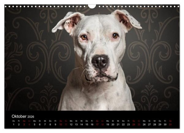 Produktbild: DOGO ARGENTINO (Wandkalender 2026 DIN A3 quer), CALVENDO Monatskalender