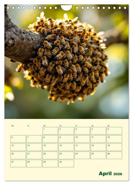 Produktbild: Bienenblick &ndash; Ein Jahr mit den Bienen (Wandkalender 2026 DIN A4 hoch), CALVENDO Monatskalender