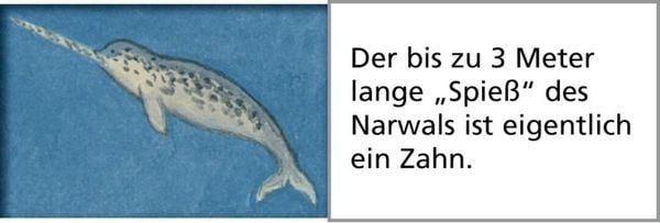 Produktbild: Wandkalender - Tiere der Arktis