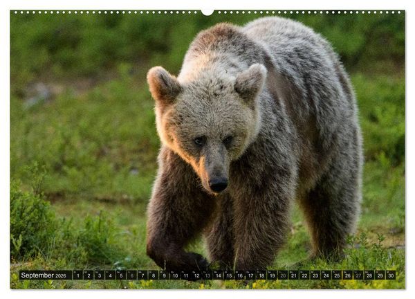Produktbild: Braunb&auml;ren in Europa (hochwertiger Premium Wandkalender 2026 DIN A2 quer), Kunstdruck in Hochglanz