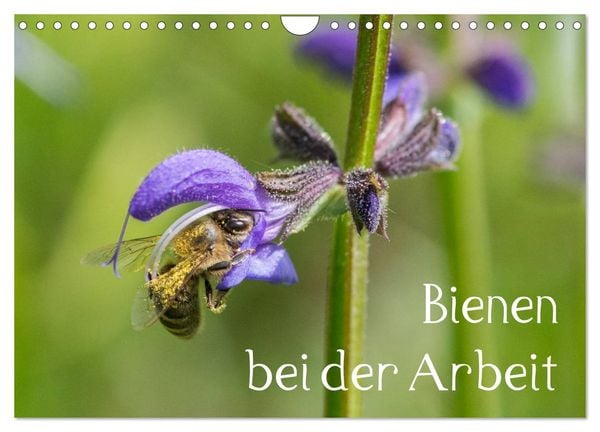 Bienen bei der Arbeit (Wandkalender 2026 DIN A4 quer), CALVENDO Monatskalender