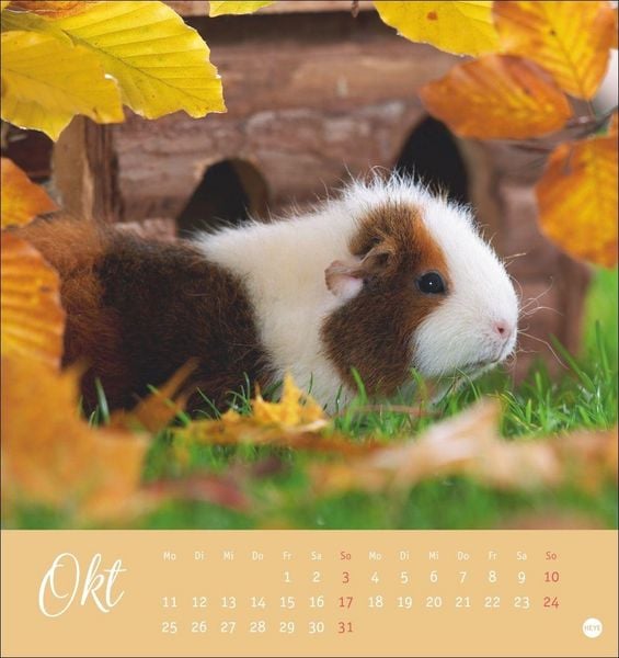 Produktbild: Kuschelige Meerschweinchen Postkartenkalender 2027