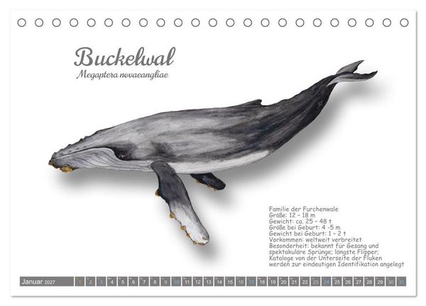 Produktbild: Wale und Delfine Steckbriefe (Tischkalender 2027 DIN A5 quer), CALVENDO Monatskalender